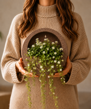 Half Moon Wall Mount Planter - Coffeestone