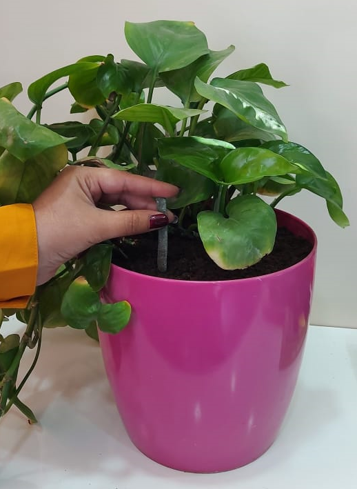 Grow Sticks