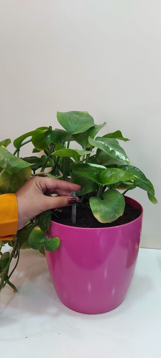 Grow Sticks